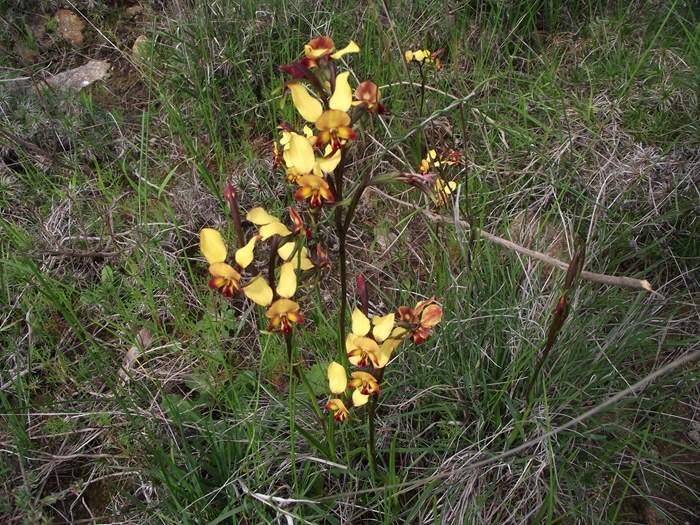 Diuris - orchid_donkey.jpg